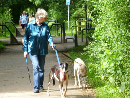 Tigra and Flora - Spanish rescue greyhounds by Rachel