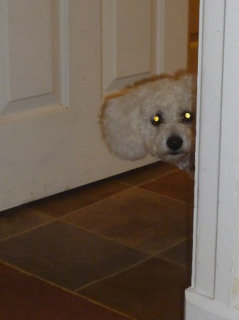 Peep! Is it safe to come out?