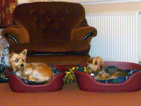 Sorry, dogs, you are on the floor - with US!