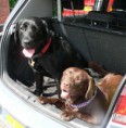 Alfie and Molli